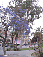 Los Angeles in bloom