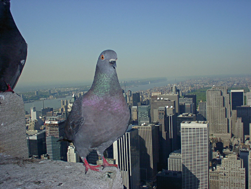 Empire State pigeon